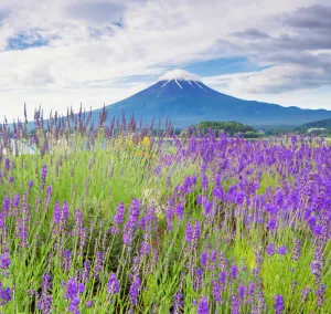 lavender field