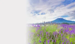 lavendar field